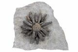 Jurassic Fossil Urchin (Reboulicidaris) - Amellago, Morocco #240003-1